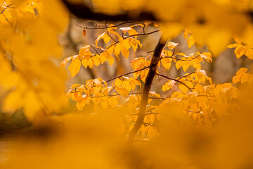 Herbst, Laub, gelbe Blätter