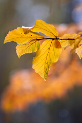Naklejka na ściany i meble Herbst, Laub, gelbe Blätter