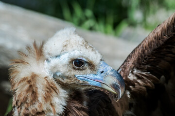 Cinereous Vulture (Aegypius monachus)