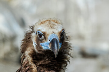 Cinereous Vulture (Aegypius monachus)