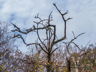Obraz premium Abgestorbener Baum
