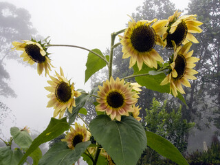Sunflowers in a humid day.