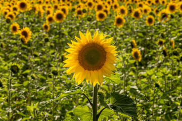 A close up of a yellow sunflower in a field in Sussex