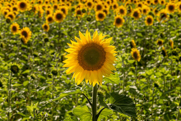 Obraz premium A close up of a yellow sunflower in a field in Sussex