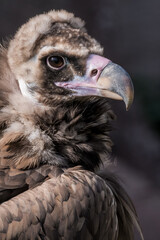 Cinereous Vulture (Aegypius monachus)