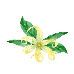 Beautiful Ylang Ylang yellow flowers with green leaves