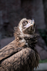 Cinereous Vulture (Aegypius monachus)