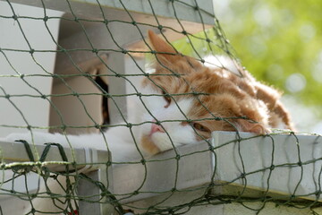 cat in a balcony with net lazily dozing of 