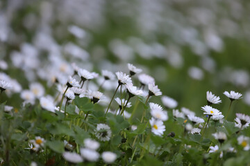Daisy flower ; Chamomilla recutita