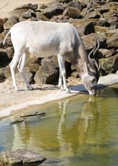 Addax Antilope with reflections drinking water