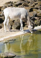 Garden poster Antelope Addax Antilope with reflections drinking water