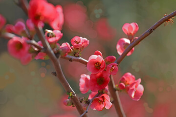 Fototapeta na wymiar Japanese quince, spring branch ; Chanomeles japonica