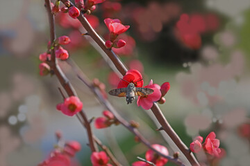 Japanese quince, spring branch ;  Chanomeles japonica