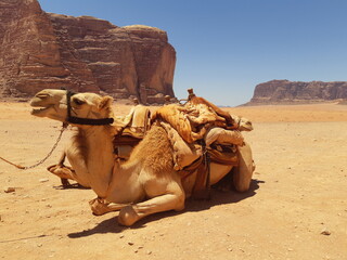 camel in the desert, wadi rum