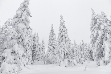 Fototapeta premium Winter landscape. Zyuratkul national Park, Chelyabinsk region, South Ural, Russia.