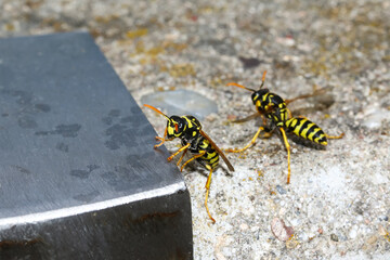 Feldwespen vor ihrem Bau in einer Metallröhre, Polistes bischoffi