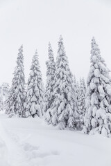 Obraz premium Winter landscape. Zyuratkul national Park, Chelyabinsk region, South Ural, Russia.