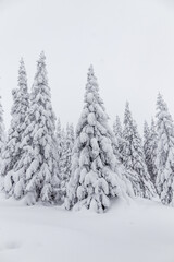 Fototapeta premium Winter landscape. Zyuratkul national Park, Chelyabinsk region, South Ural, Russia.