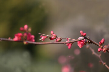 Japanese quince, spring branch ;  Chanomeles japonica