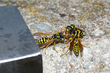 Feldwespen vor ihrem Bau in einer Metallröhre, Polistes bischoffi