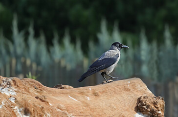 a crow living freely in a natural environment