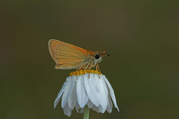 Black Antenna Bouncer / Thymelicus lineolus