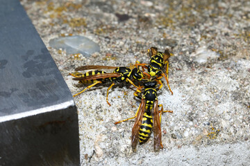 Feldwespen vor ihrem Bau in einer Metallröhre, Polistes bischoffi