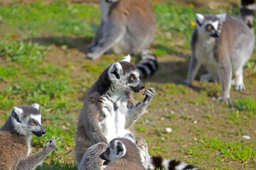 Ring-tailed Lemur ; Lemur catta