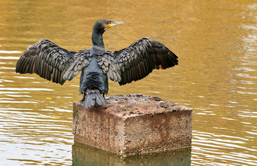 Kormoran im Stadwald Koeln, NRW, Germany