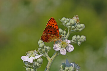 Blackberry Brentisi butterfly / Brenthis daphne