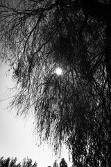 black and white background