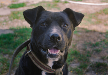 Obraz premium black dog portrait