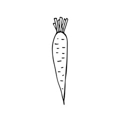 Doodle carrots. Hand-drawn images. Vector for posters, web, textiles, children's coloring pages.