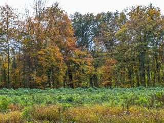 Wiederaufforstung durch neuanpflanzen von Jungb&auml;umen im Mischwald