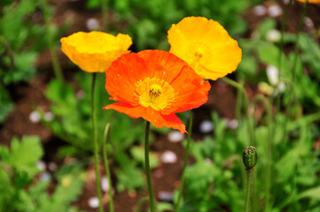 Fototapeta premium ポピー