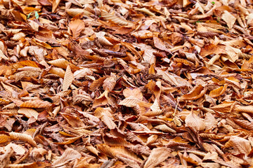 Blaetter im Herbst, Stadwald Koeln, NRW, Germany