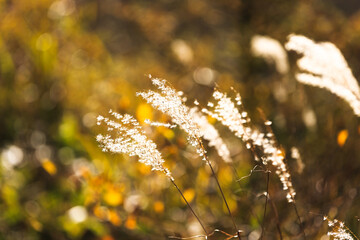 Fototapeta premium 日本の百名山・10月、八ヶ岳のススキ・山梨