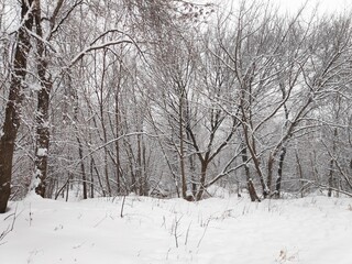 trees in snow