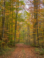 Obraz premium Waldweg im Herbst