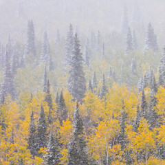 Snowing in the forest.  Autumn. Big Cottonwood Canyon, Wasatch Range, Salt Lake City, Utah, Usa, America
