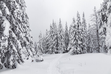 Naklejka premium Winter landscape. Zyuratkul national Park, Chelyabinsk region, South Ural, Russia