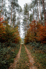 Fototapeta na wymiar autumn landscape in the forest