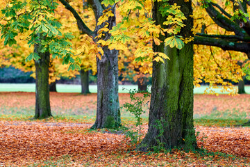 Bäume im Herbst im Stadtwald Koeln, NRW, Germany