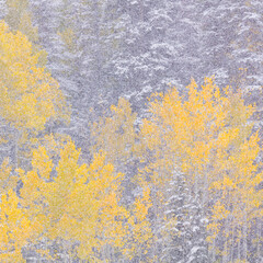 Snowing in the forest.  Autumn. Big Cottonwood Canyon, Wasatch Range, Salt Lake City, Utah, Usa, America