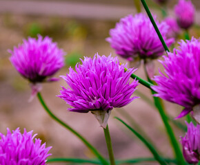 Obraz premium close up of a flower