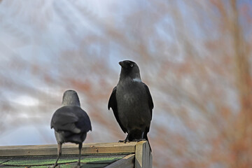 a pair of crows who live freely in the natural environment