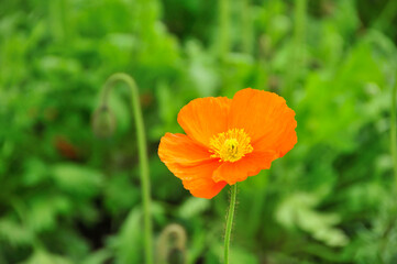 Fototapeta premium ポピー