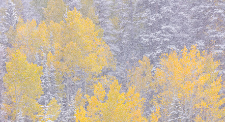 Snowing in the forest.  Autumn. Big Cottonwood Canyon, Wasatch Range, Salt Lake City, Utah, Usa, America