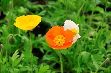 Fototapeta premium ポピー