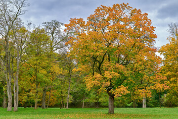 Herbst im Stadtwald Koeln, NRW, Germany